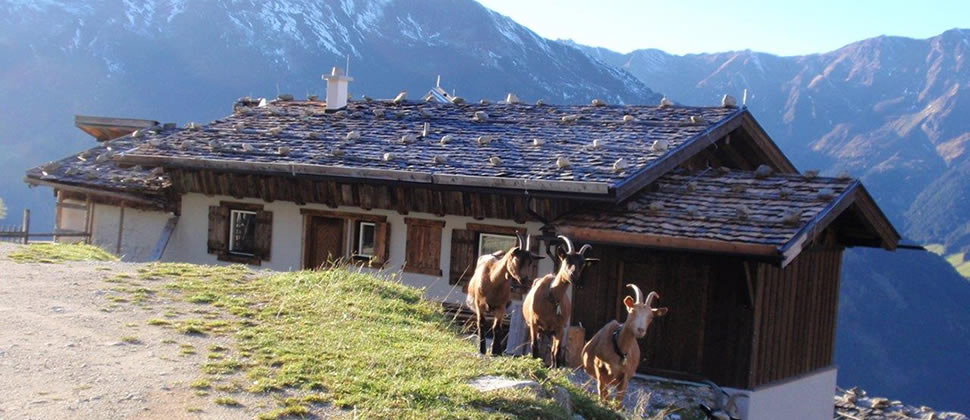 Almhütte Wandergebit Elfer Neustift im Stubaital